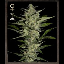 Flowerbomb Kush