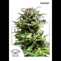 Forest Dream | Dutch Passion