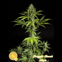 Fraggle Skunk Auto