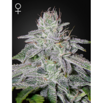 Franco Lemon Cheese