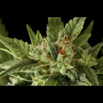 Fruit Automatic cannabis seeds
