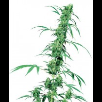 Fruity Juice Regular seeds
