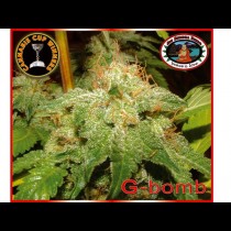 G-Bomb Feminized cannabis seeds