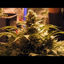 G13 Widow Regular cannabis seeds