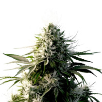 g13 cannabis