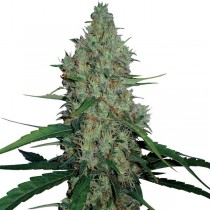 G13 Haze Feminized