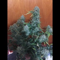 G14 Fastbuds
