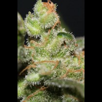 Galactic Jack TGA Subcool Seeds
