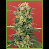 Ganesh Mandala seeds