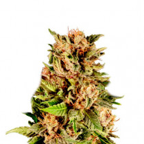 Gelato