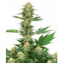 Gelato 420