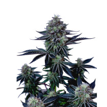 Ghost OG