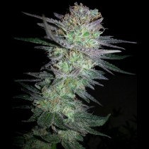 Girl Scout Cookies Seeds