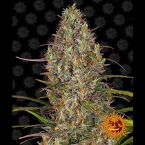 Glue Gelato Auto
