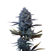 GODFATHER OG AUTO