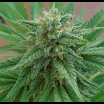 Godzilla Glue