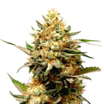 Golden CBD Auto
