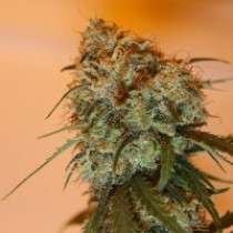 Golden Tiger Feminized cannabis seeds