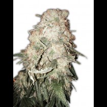 goldmine heavyweigth seeds