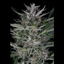 Gorilla Auto