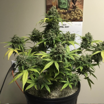 Gorilla Glue Auto