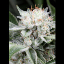Gorilla Glue seeds