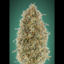 Gorilla Blue