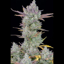 Gorilla Cookies Auto 