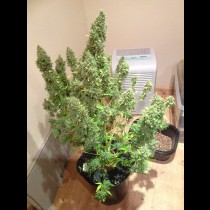 Gorilla Glue auto