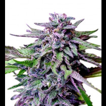 Gran Daddy Purple