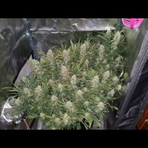 Grapefruit Auto