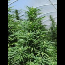 Green Crack strain review