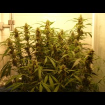 Green Crack Auto