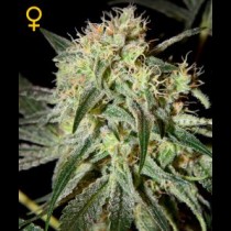 Damn Sour