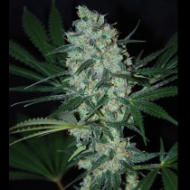 Green love potion