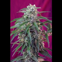 Green Poison Auto