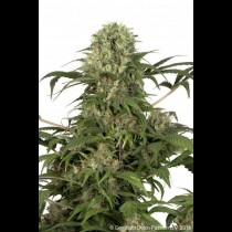 Green Spirit Feminised