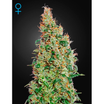 GreenoMatic