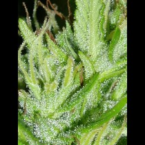 Guatemala Ace Seeds