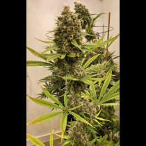 Guawi Ace Seeds