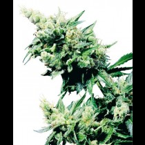 Hash Plant cannabis seeds