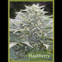 Hashberry