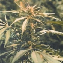 Hawaii Maui Waui Nirvana Seeds