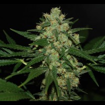 Hawaiian Afghan