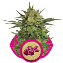 haze-berry