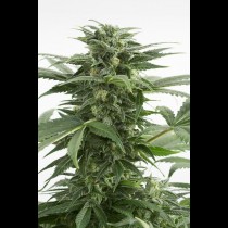 Haze XXL Autoflowering