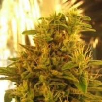 Haze Nirvana seeds