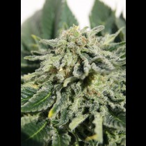 Heavy Bud