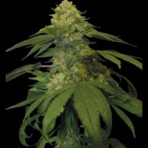 Holy Grail Kush 