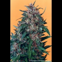 Holland's Hope Feminized